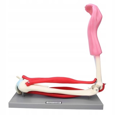 Model anatomiczny ramienia Model człowieka