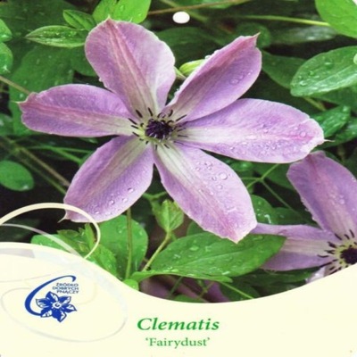 Clematis FAIRYDUST Grupa Viticella