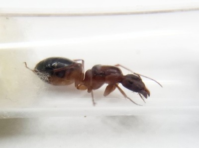 Camponotus pilicornis Królowa Kolonia Mrówek