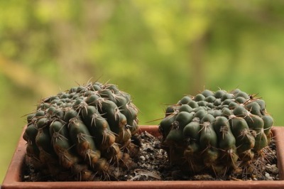 Kaktusy. Notocactus crassigibbus x2