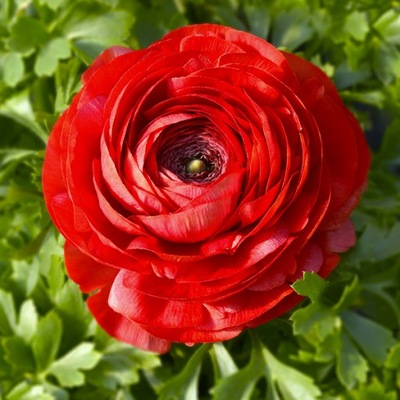 Ranunculus Jaskier Red 5 szt
