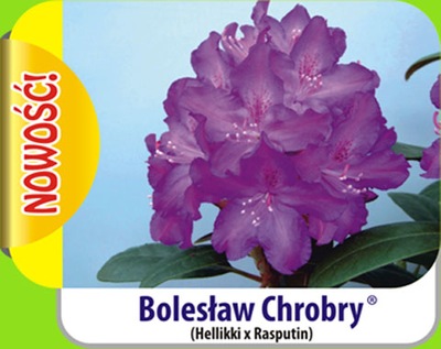 Rododendron królewski Bolesław Chrobry fioletowy