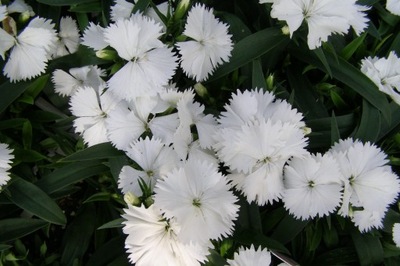 Goździk Dianthus gratianopolitanus 'White Biały'