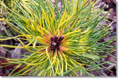 Pinus uncinata 'TUKAN' - Super !!!