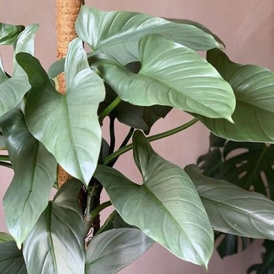 Philodendron 'Hastatum Silver Queen' FILODENDRON