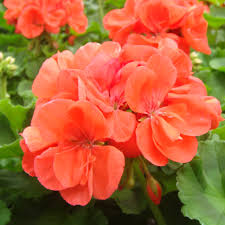 PELARGONIA RABATOWA _ŁOSOSIOWA_