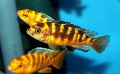 Pyszczak szerszeń - Pseudotropheus crabro - Malawi