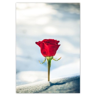 Plakaty A2 PION Róża Kwiat Kwiaty Róże
