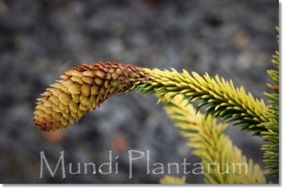 Picea abies 'Gold Finch' - !!! !!! !!!