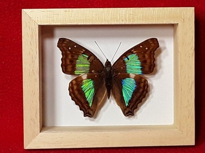 Motyl w ramce 10 x 8 cm . Doxocopa cherubina 60 mm
