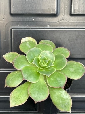 Aeonium haworthii 3