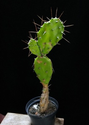 kaktus Opuntia macrarthra opuncja