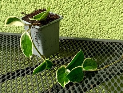 HOJA (HOYA) CARNOSA VARIEGATA sadzonka