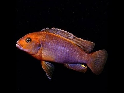 Ryba Pyszczak rdzawy Lodotropheus sprengerae