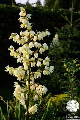 JUKA karolińska yucca mrozoodporna palma jucca