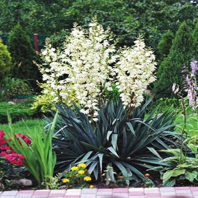 Yucca Filamentosa Juka Ogrodowa Karolińska 1 szt sadzonki sadzonka juki