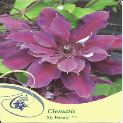 Clematis MY BEAUTY Powojnik wielkokwiatowy