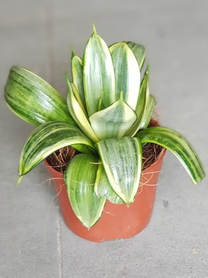 Sansewieria Sansevieria "Hahnii Silver Frost"