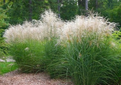 Trawa Miskant chiński GRAZIELLA W DONICZCE