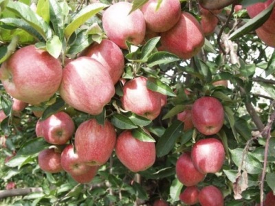 JABŁOŃ SZAMPION KARŁOWA 292