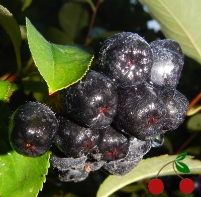 ARONIA CZARNA 'AMIT' C2