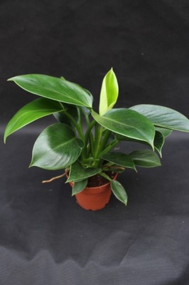 'Green Princess' Filodendron Philodendron