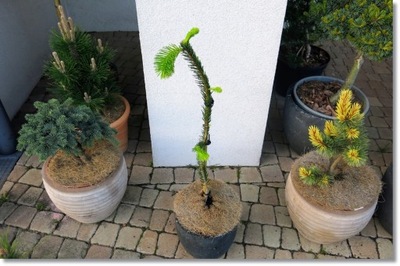 Picea abies 'Virgata Aurea Vanc' - PROMOCJA !!!