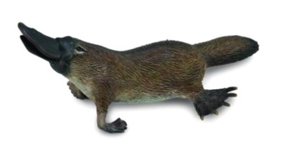 DZIOBAK AUSTRALIJSKI M