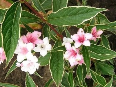 Krzewuszka cudowna SPLENDID Weigela Różowa