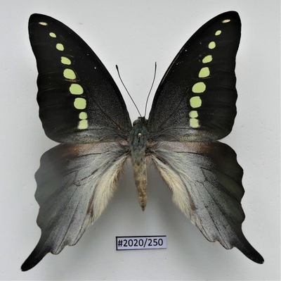 Motyl Graphium codrus samiec.