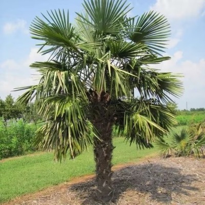 Trachycarpus Fortunei Palma MROZOODPORNA Do Ogrodu