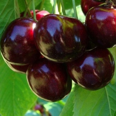 Wiśnie i czereśnie Czereśnia UKRAIŃSKA sadzonka z gołym korzeniem 120-150 cm