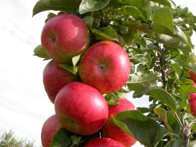 Jabłoń karłowata Deilkates- paszport