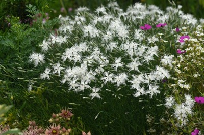 Goździk kłujący - Dianthus pugines