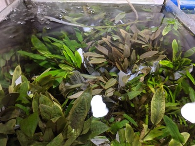 Cryptocoryne MIX trzech gatunków [koszyk] PAKIET