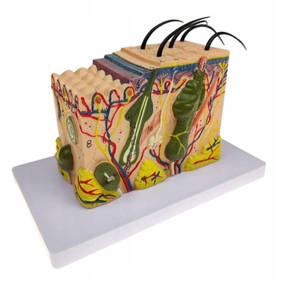 Model struktury skóry Powiększony model