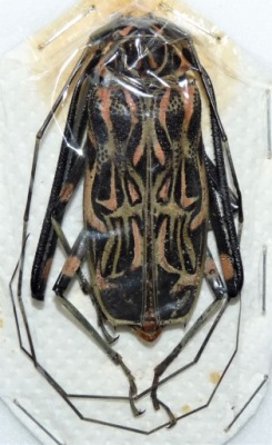 Chrząszcz Acrocinus longimanus samica 56mm .