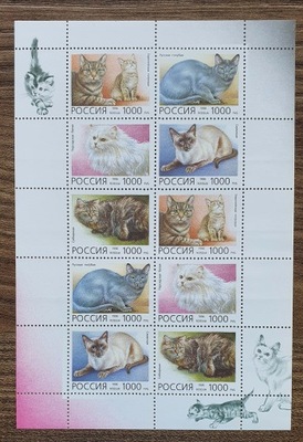 Fauna - Kot - Koty - Rosja