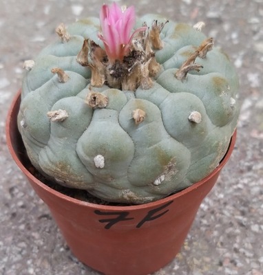 Kaktusy. Lophophora fricii