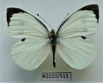 Motyl Pieris brassicae samiec .