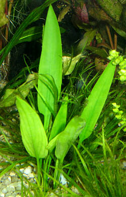 Cryptocoryne CILIATA - unikat