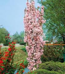 Wiśnia japońska AMANOGAWA 160-190cm!!!