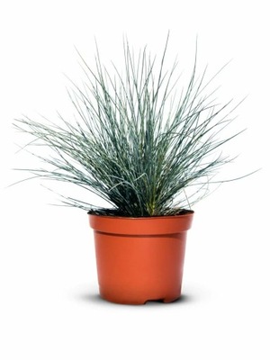 PALÁNTÁK CSENKESZ SINA KÉK DEKORÁCIÓS FŰ CSERÉPBEN 20 db