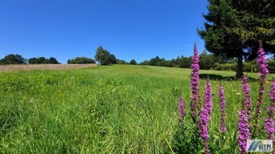 Działka, Wola Radziszowska, 5500 m²