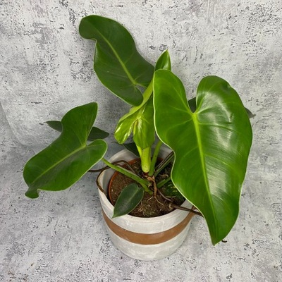 Philodendron corovadensis Filodendron 12 cm Ø