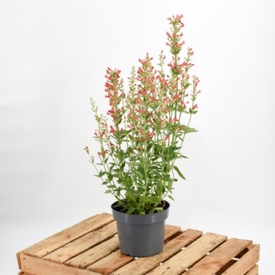 Kłosowiec KUDOS RED