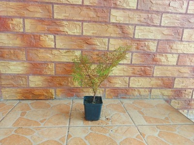 Mikrobiota syberyjska (Microbiota decussata)