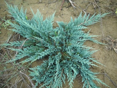 Jałowiec Juniperus 'Aceblue' / 3 letni