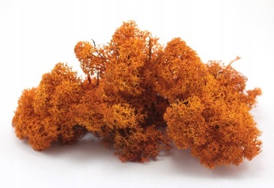 Chrobotek MECH chrobotek POMARAŃCZONY