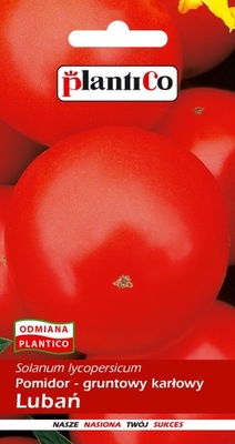 Pomidor gruntowy Lubań 1 g PLANTICO